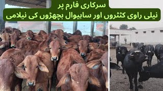 ساہیوال بچھڑوں اور نیلی راوی کٹڑوں کی نیلامی