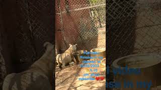 #Thirupathi zoo park🐅🐆#shorts#viral#plzzz subscribe my channel❤