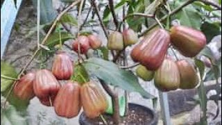 Jambu Dalhari Berbuah Lebat Di Planterbag || Tabulampot Jambu Air Dalhari