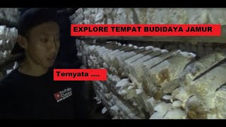 Explore Tempat Budidaya Jamur