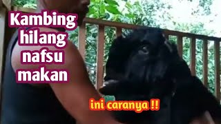 MENGATASI KAMBING YANG HILANG NAFSU MAKAN