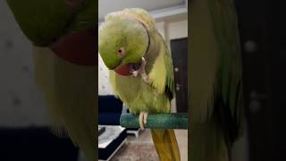 Parrot🦜💚💚#shorts #tiktok #birds♥️🌺🌼💙💜