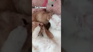 Cat lovers