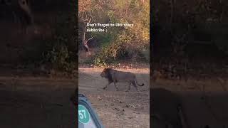 Face to Face with the King: The Lion Experience #wildlifesighting #viralshorts