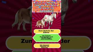 Pferde Quiz für Tierfreunde