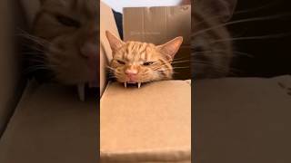 #36 Cute Cat videos 😂🤣🤣 #fails #funny #moments #reels