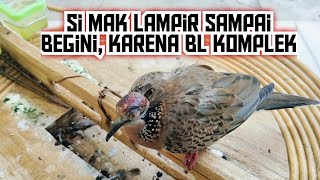 Sudah 2 Ekor Tekukur Kesayangan Yang H4ncur Dibuat Burung Ini || si maklampir nyaris but4..