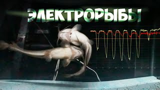 ЭЛЕКТРОРЫБЫ. Владимир Ольшанский