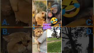 Funny Animal Videos 2022 - Funniest Cute Cats And Dogs Video Compilation - #tiktok #shorts #trending