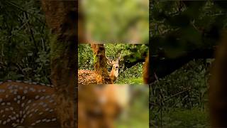 "The Chital Attitude: Unleashing the Spirit of the Wild" #chital #deer #shorts