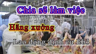 Lao động định cư Eb3 / chia sẽ làm hãng gà, công việc ra sao ?