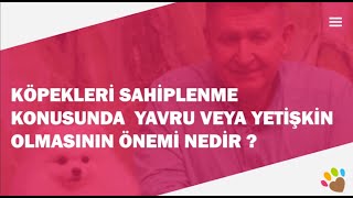 Köpekleri sahiplenme konusunda yavru veya yetişkin olmasının önemi nedir ?