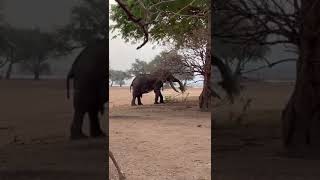 Every day is a new adventure with  trunk-wielding party crashers 🐘🇿🇼