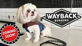 Visiting Mom's Work | Chase The Shih Tzu at Wayback Burgers - Coming soon!