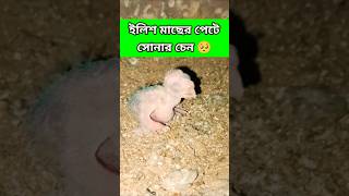 ইলিশ মাছের পেট থেকে পুটু সোনার চেন খুঁজে পেল দেখো🥵😂#viral_video#ytshorts#comedy@BirdsLifestyle-j8z