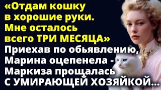 Отдам кошку в хорошие руки. Мне осталось всего три месяца...Любовные истории Рассказ