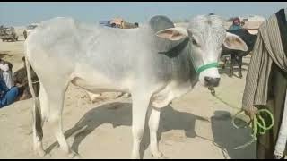 Original Dajjli Bull and Sahiwal Bull Market Video