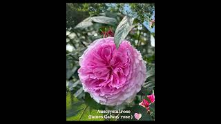 Auscrystal rose(James Galway rose )