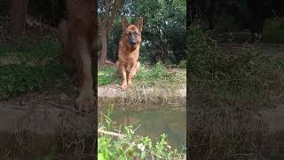 German shepherd dog .... German shepherd WhatsApp status..........bathing time... #trending #shorts