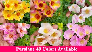 Purslane 40 colors - Portulaca 30 colors sale online - Pathumani - Table tose - Whatsapp: 9445450701