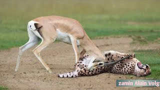 Animals Fight || Deer vs Cheetah