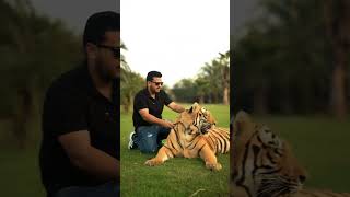 Big Bengal Tiger Sitting in Chain | Nouman Hassan