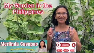 My Garden in the Philippines #garden  #gardening  #plants  #retirement  #flowers #hobby