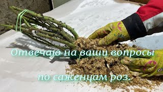 Отвечаю на ваши вопросы по саженцам роз. Питомник растений Е. Иващенко