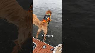 Teaching my dog to dock dive