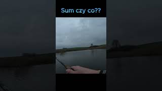 Czy to był sum? #sum #fishing #spining #wędkarstwo #branie #hobby #adrenalina #bigfish #ryba #pike