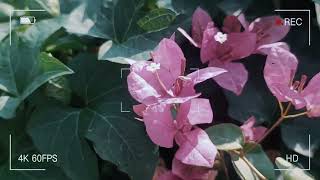 Capullos de Flores Maravillosos