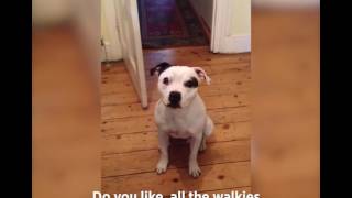 【イギリス】お出かけ用具を自分で準備する犬