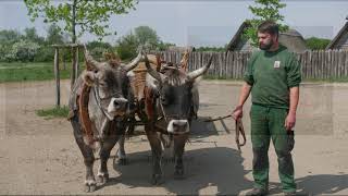 Claus Kropp - Draft Cattle in (Archaeological) Open-Air Museum and Living History Farms