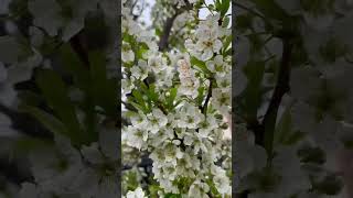 Emerald Plum Blooming💚