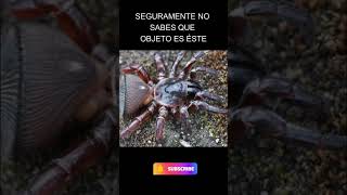 Seguro no Sabes cuál es la Especialidad de esta Araña