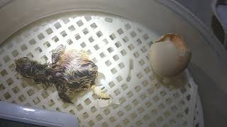 Serama just hatched.