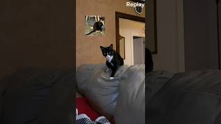 Kitten Luna Plays Catch