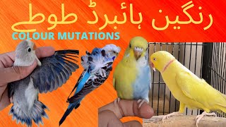 COLORFUL HYBIRD PARROTS | COLOR MUTATIONS | BEAUTIFUL BIRDS