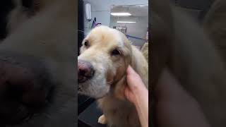 Dog grooming chester