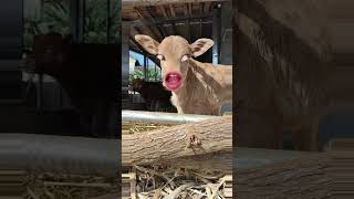 Cowboy Must funny videos #ytviral #funny #buffalos #funnyclips #comedy #funnybuffalo #cow #animals