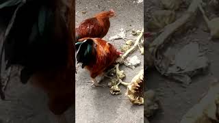 My chicken feeding on sunflower 🌻 seeds..