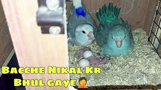 Awesome Progress || Helicopter Budgies has Finally Laid Eggs || Parrotlet Babies || All About Pets