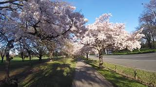 Hagley Park cherry blossom, 14th September 2020 (morning)