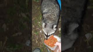 Raccoons & more raccoons