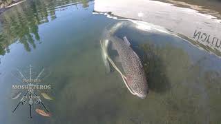 pesca de truchas arcoiris#rainbow trout fishing.(green valley lake ca)