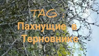 Tag : ПАХУЧИЕ В ТЕРНОВНИКЕ от Лилии Трушиной