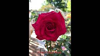 Grand Class Rose .