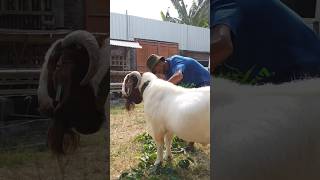 Kambing Boer Fullblod Kelas A