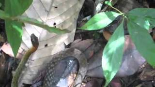 Small unidentified snake-Kleine unbekannte Schlange am Pinang Hill.wmv