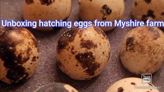 Unboxing hatching eggs from Myshire farm. #shorts